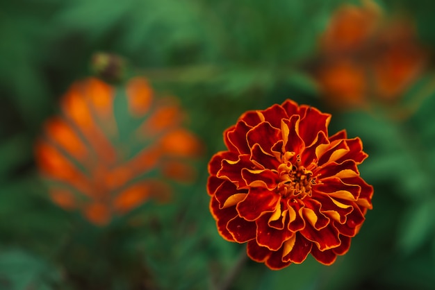 Incredibili calendule d&#39;epoca crescono in una ricca vegetazione.