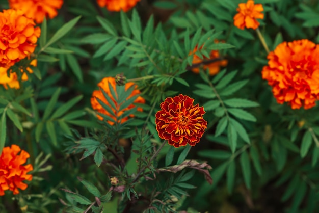 Incredibili calendule vintage crescono tra una ricca vegetazione.