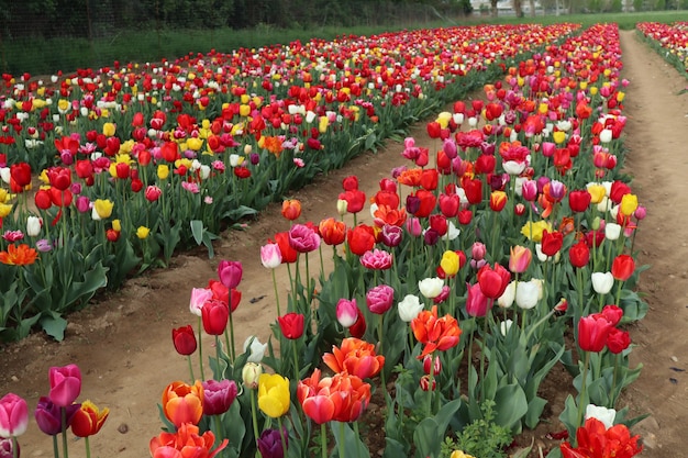 Incredibili campi di tulipani multicolori in italia