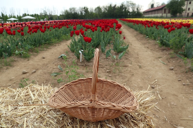 Incredibili campi di tulipani multicolori in italia