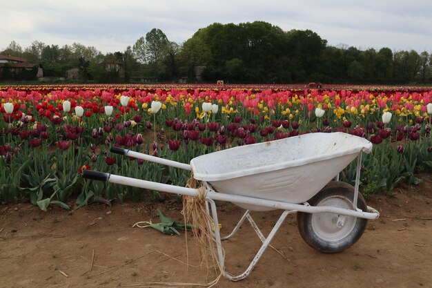 Incredibili campi di tulipani multicolori in italia