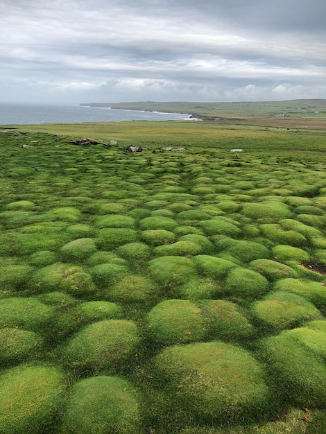 Incredibili campi verdi di Downpatrick Head, 5 km a nord del pittoresco villaggio di Ballycastle a Mayo