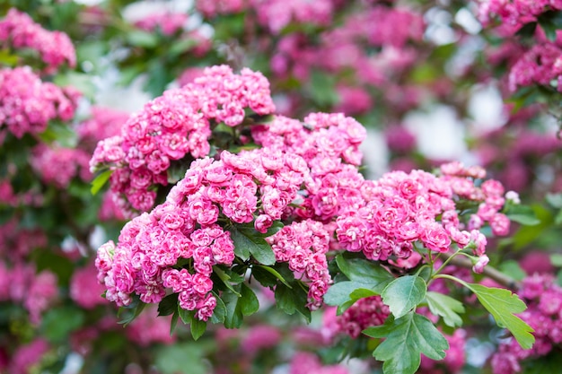 Incredibili fiori di biancospino cremisi con fiori rosa nel parco