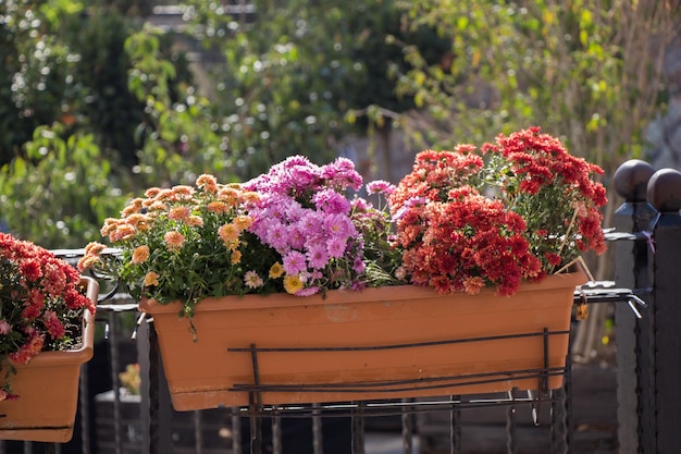 Incredibili fiori di primavera colorati in vaso di fiori