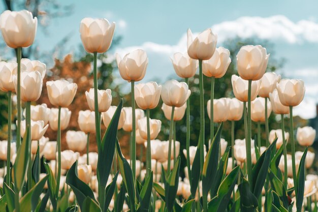 Incredibili fiori di tulipano bianco che sbocciano in un campo di tulipani. Campo di tulipani. Tulipani bianchi del fiore che fioriscono nel campo dei tulipani.