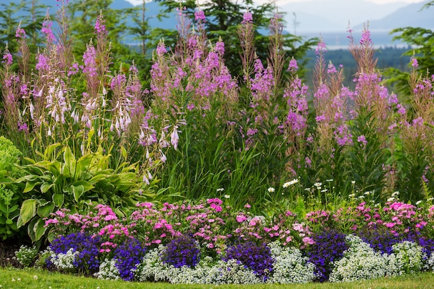 Incredibili fiori freschi nel giardino estivo