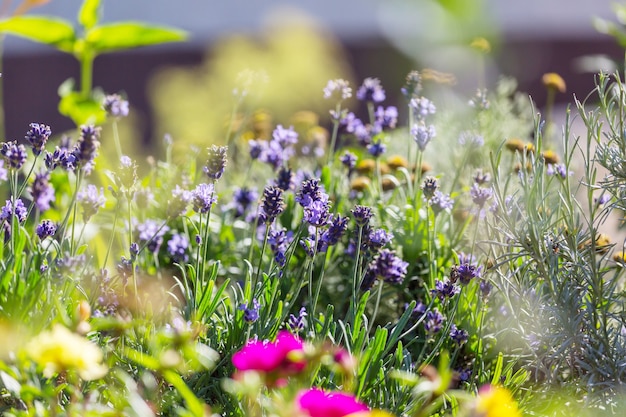 Incredibili fiori freschi nel giardino estivo