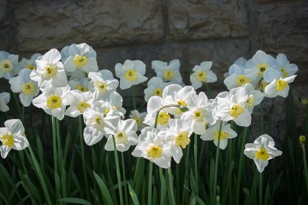 Incredibili fiori primaverili colorati in natura