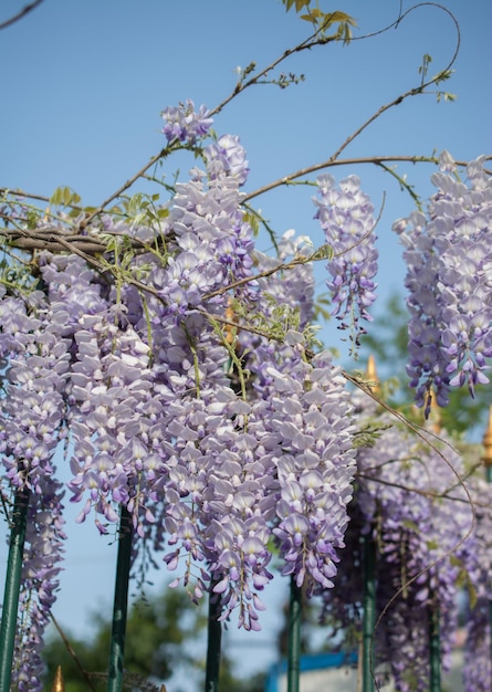 Incredibili fiori primaverili colorati in natura