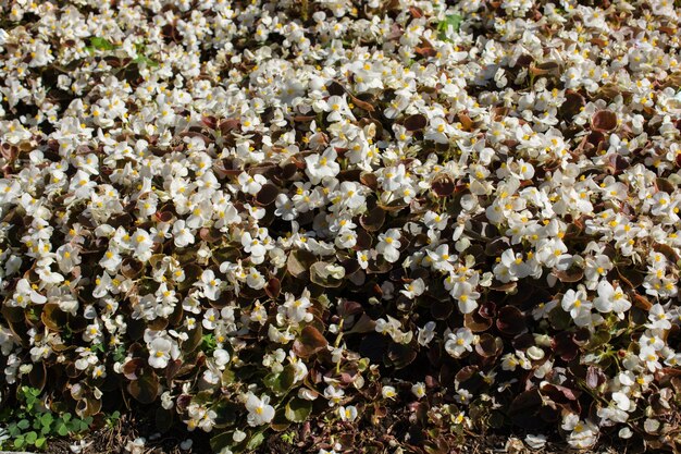 Incredibili fiori primaverili colorati in natura