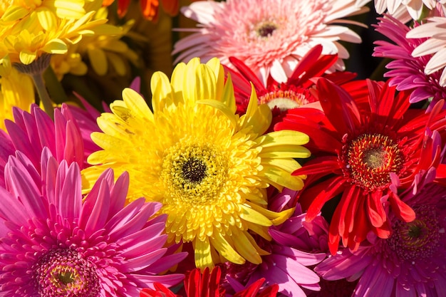 Incredibili fiori primaverili colorati in natura