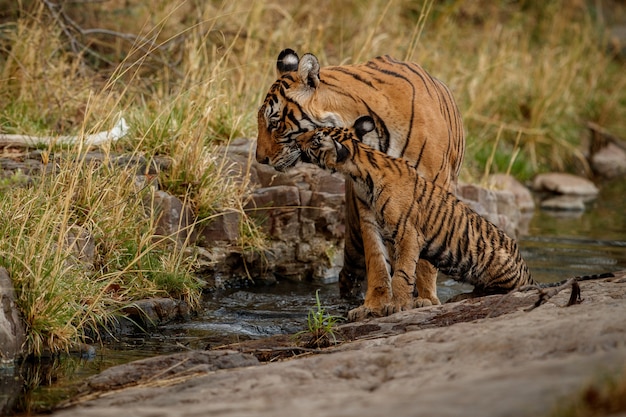 Incredibili tigri del Bengala nella natura