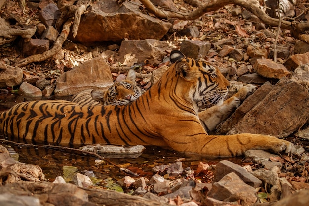 Incredibili tigri del Bengala nella natura