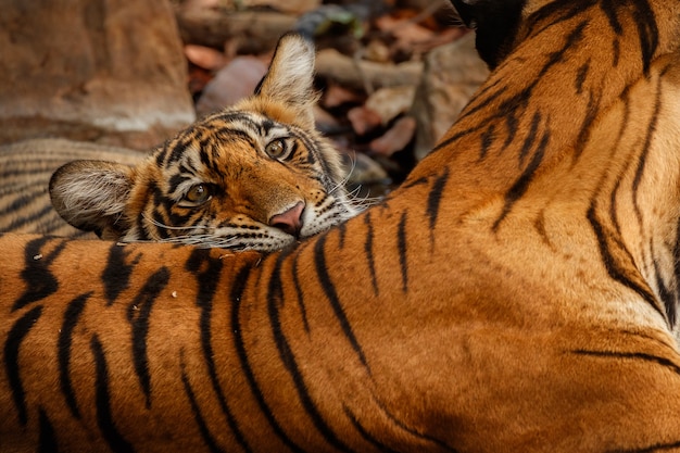 Incredibili tigri del Bengala nella natura