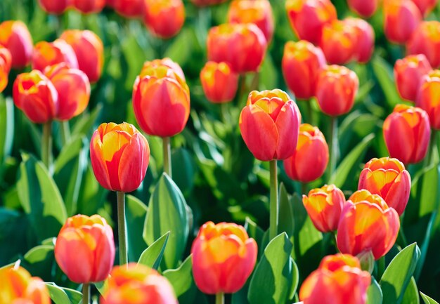 Incredibili tulipani gialli e arancioni in fiore all'aperto Natura fiori primaverili concetto di giardinaggio