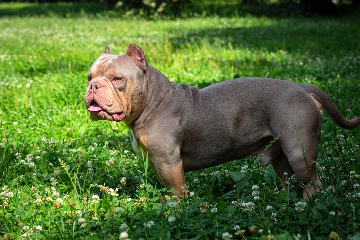 incredibilmente bella bully americana cammina nel parco