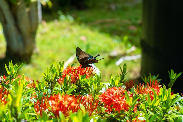 Incredibilmente bella giornata farfalla tropicale Papilio maackii impollina i fiori. La farfalla bianca e nera beve il nettare dai fiori. Colori e bellezza della natura