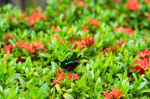 Incredibilmente bella giornata farfalla tropicale Papilio maackii impollina i fiori. La farfalla nero-verde beve il nettare dai fiori. Colori e bellezza della natura