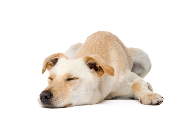 incrocio o cane di razza mista con 18 mesi.