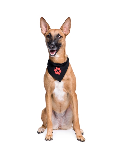 Incrocio sorridente o cane di razza mista in fazzoletto, 1 anno di età. Ritratto di cane isolato