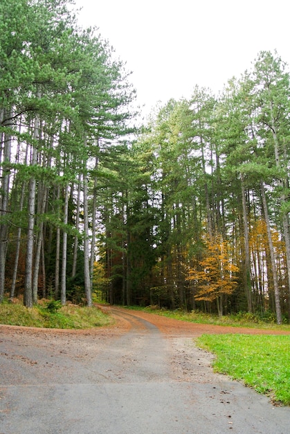 Incrocio stradale asfaltato, intersezione attraverso la foresta in autunno con alberi con foglie colorate