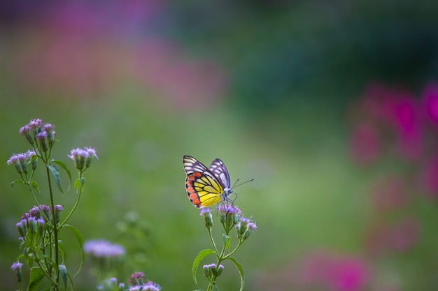 Indian Jezebel Butterfly