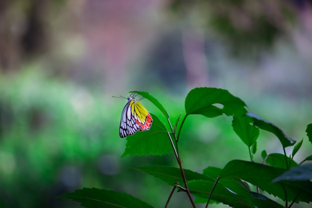Indian Jezebel Butterfly