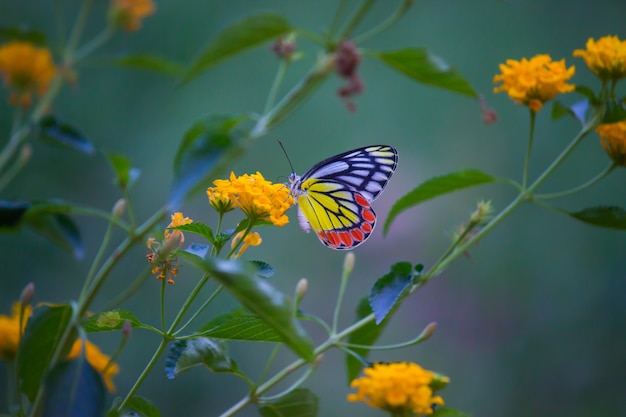 Indian Jezebel Butterfly