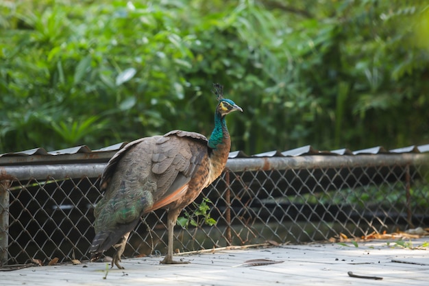 Indian Peafowl (blue peafowl), un uccello grande e dai colori vivaci.