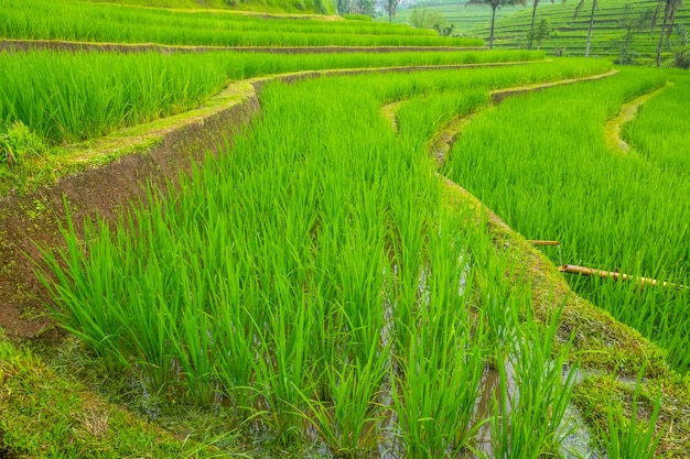 Indonesia. Giornata nuvolosa sull'isola di Giava. Terrazze di risaie e germogli