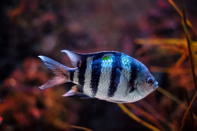 Indopacifico sergente abudefduf vaigiensis pesce