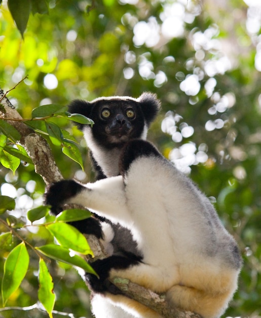 Indri è seduto su un albero. Madagascar. Parco nazionale di Mantadia.