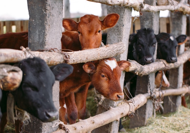 Industria agricola, agricoltura e zootecnia, mandria di mucche nella stalla in caseificio