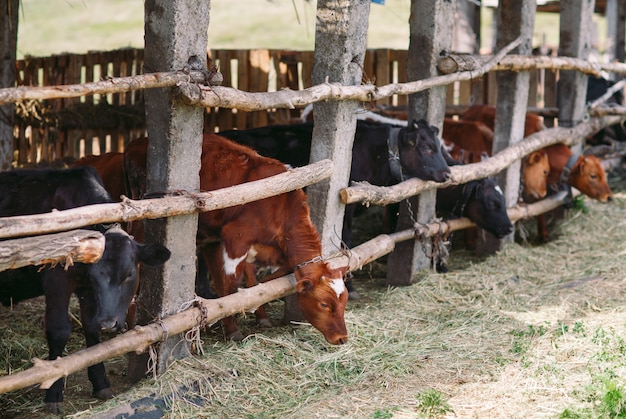 Industria agricola, agricoltura e zootecnia, mandria di mucche nella stalla in caseificio