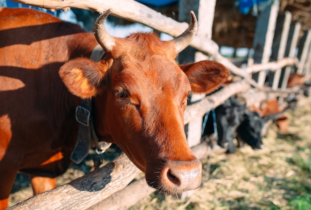 Industria agricola, agricoltura e zootecnia. mandria di mucche nella stalla in caseificio