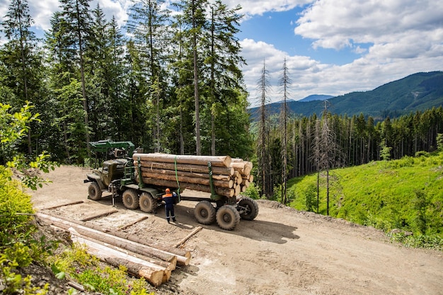 Industria forestale Benna per legname con pala gommata Abbattimento di alberi tagliati Area di taglio forestale Concetto di protezione della foresta Taglialegna con moderna mietitrice che lavora in una foresta
