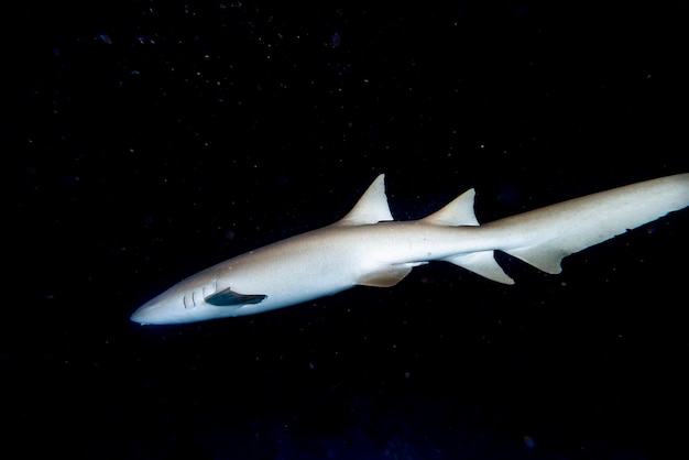 Infermiera Shark vicino sul nero di notte