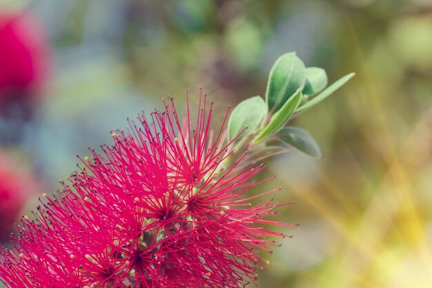 Infiorescenza Callistemon Fiore con lunghi stami rosa alla luce del sole