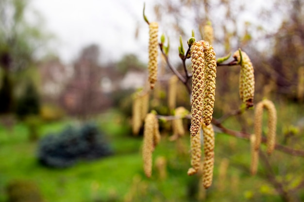 Infiorescenza del primo piano sbocciante della betulla in una giornata di primavera