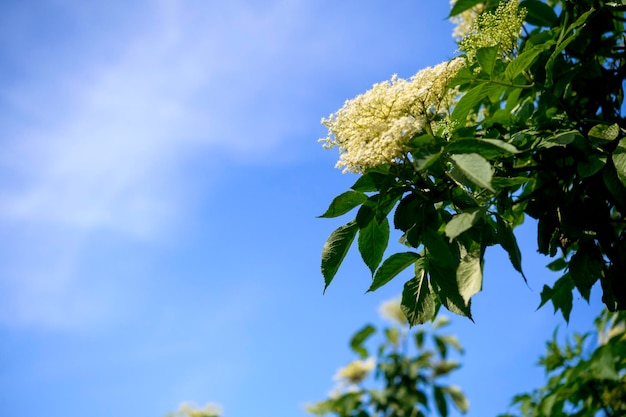 Infiorescenza di bacche di sambuco in fiore di un colpo di primo piano dell'albero