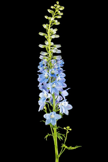 Infiorescenza di fiori blu delphinium lat Larkspur isolato su sfondo nero