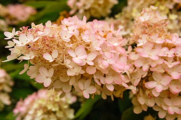 Infiorescenza di fiori di ortensia in pannocchia bianco-rosa da vicino