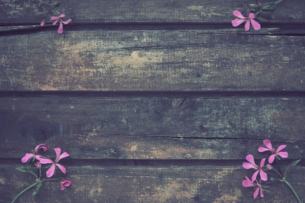 Infiorescenza di geranio edera rosa su sfondo di legno Quattro bellissime infiorescenze di geranio edera rosa sono disposte sul tavolo negli angoli Spazio di copia Spazio libero per il testo Layout della cartolina