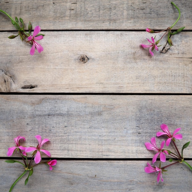 Infiorescenza di geranio edera rosa su sfondo di legno Quattro bellissime infiorescenze di geranio edera rosa sono disposte sul tavolo negli angoli Spazio di copia Spazio libero per il testo Layout della cartolina