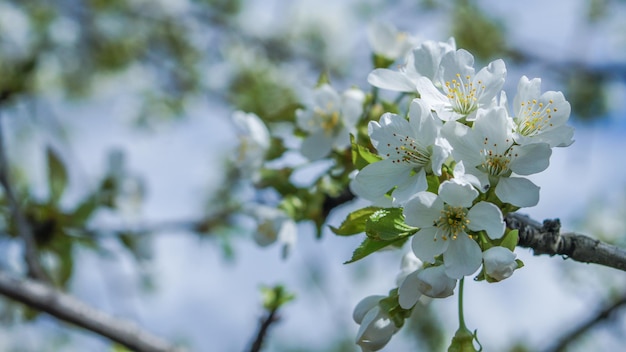 infiorescenze di ciliegio, fiori bianchi, alberi da frutto