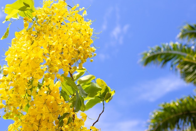 Infiorescenze di fiori di fistola Cassia giallo brillante contro un cielo bluPiante tropicali della bellezza asiatica in natura