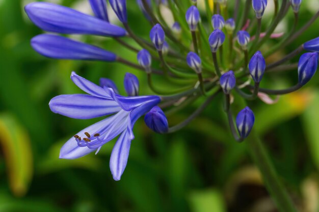 Infiorescenze lilla di Agapanthus africano nel giardino