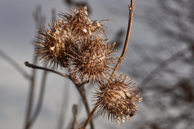 Infiorescenze secche grande bardana lat Arctium lappa bava di bardana