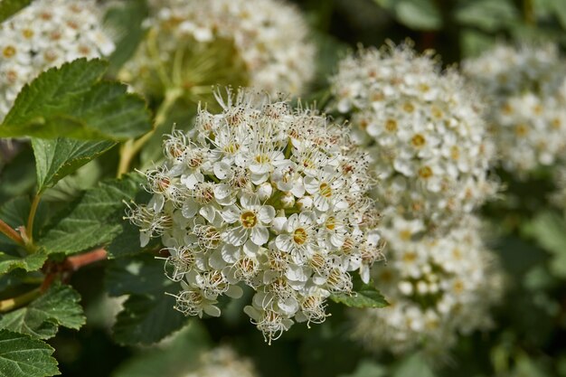 Infiorescenze su un cespuglio di spirea.