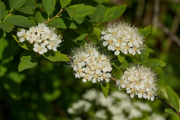 Infiorescenze su un cespuglio di spirea